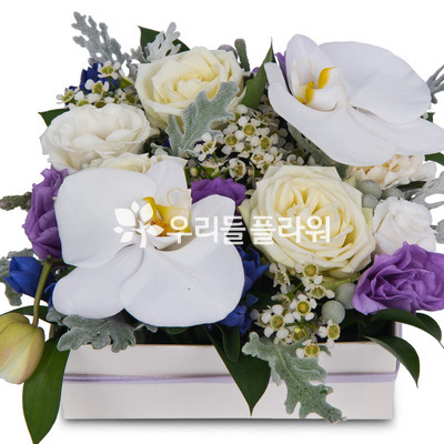 꽃상자 c760