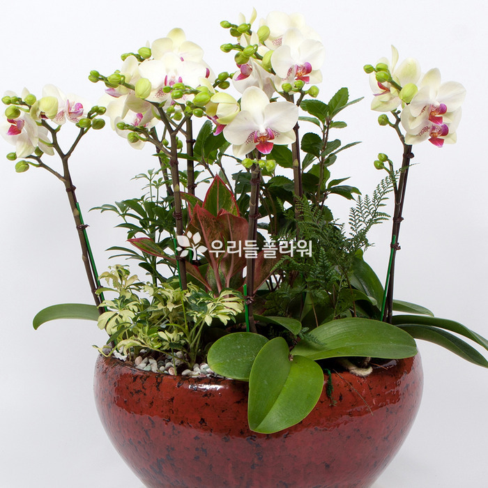 상세이미지
