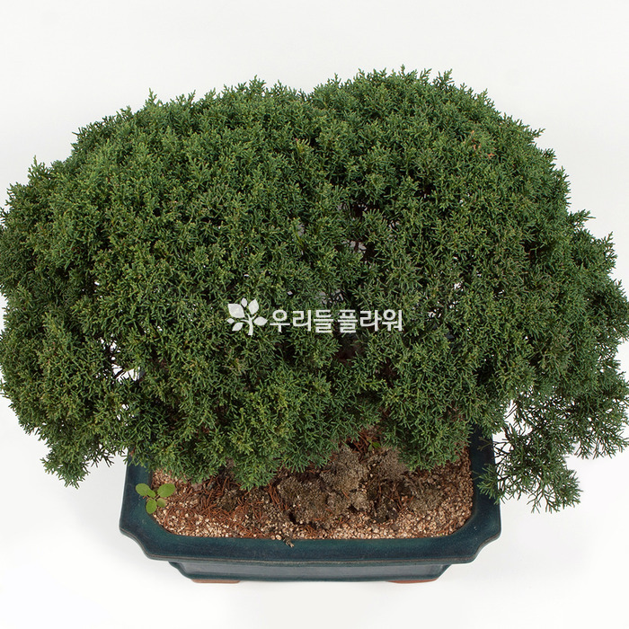 상세이미지