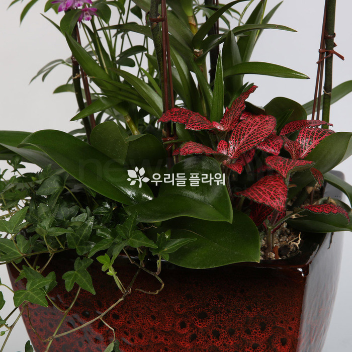 상세이미지