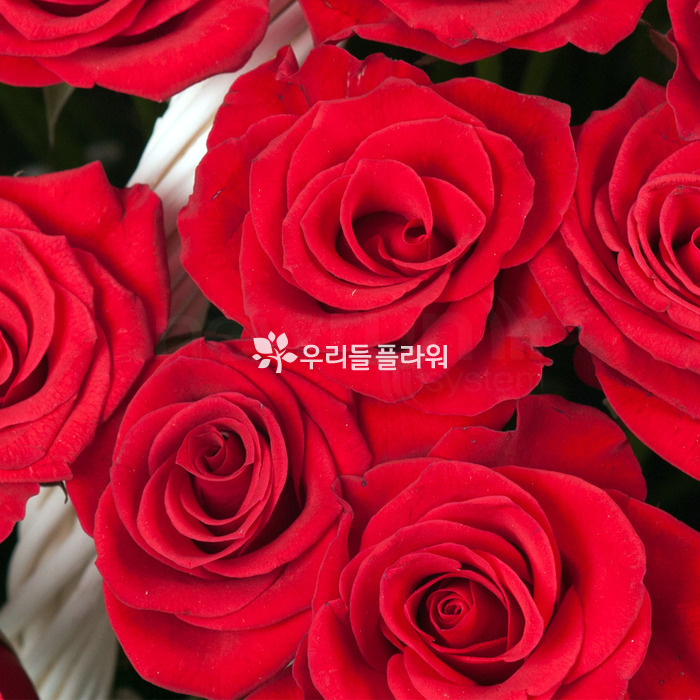 상세이미지