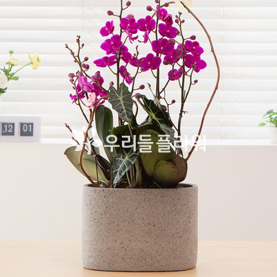 만천홍R