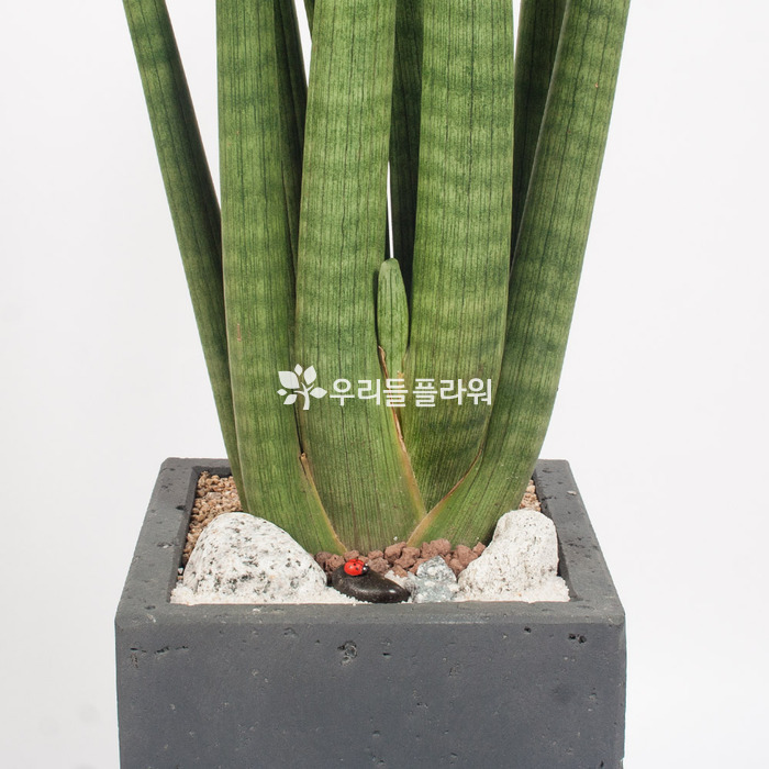 상세이미지