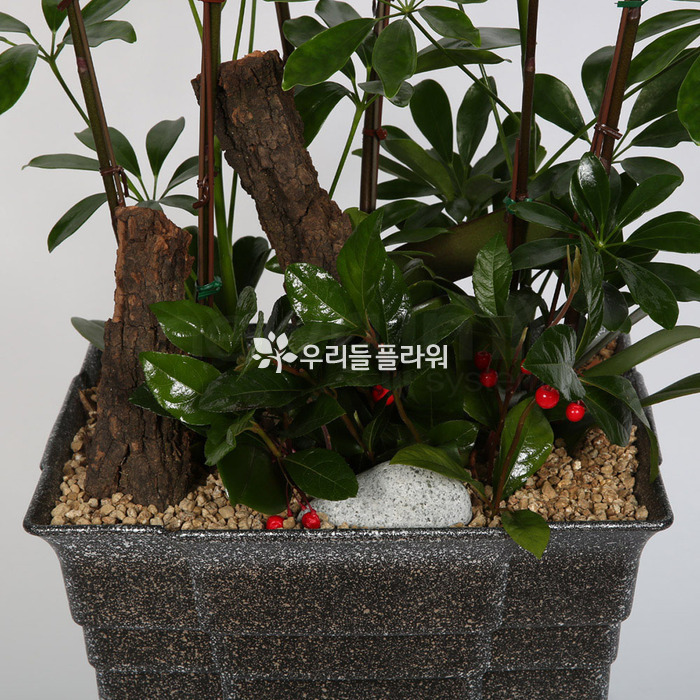 상세이미지