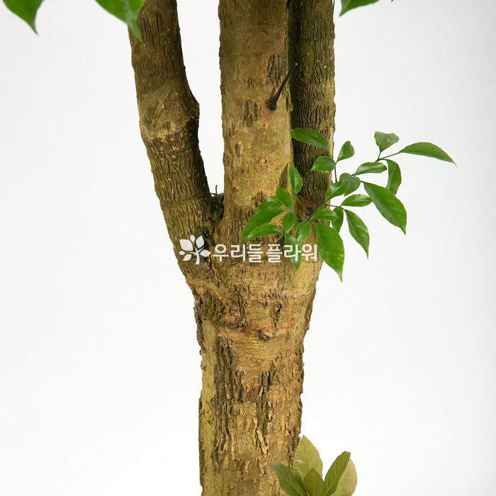 상세이미지