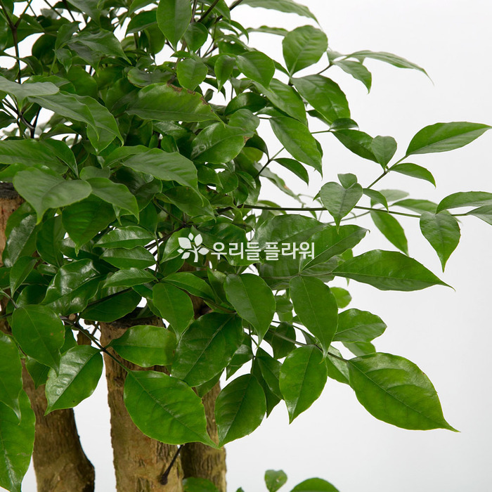 상세이미지