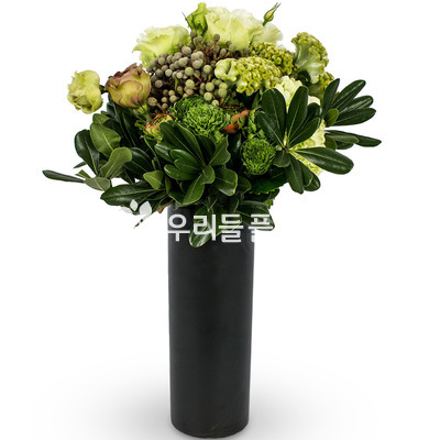 모던하우스 라임
