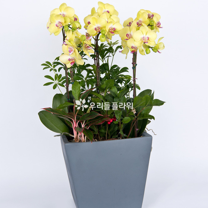 상세이미지