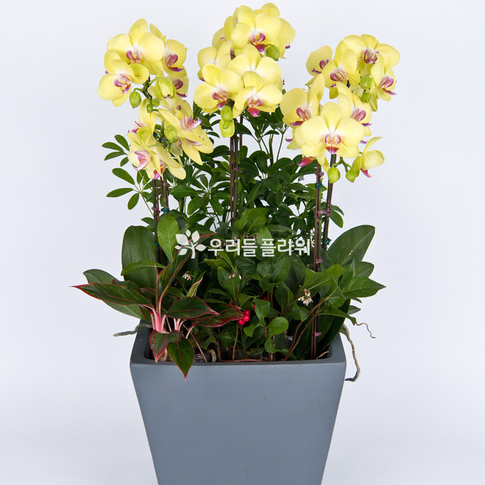상세이미지