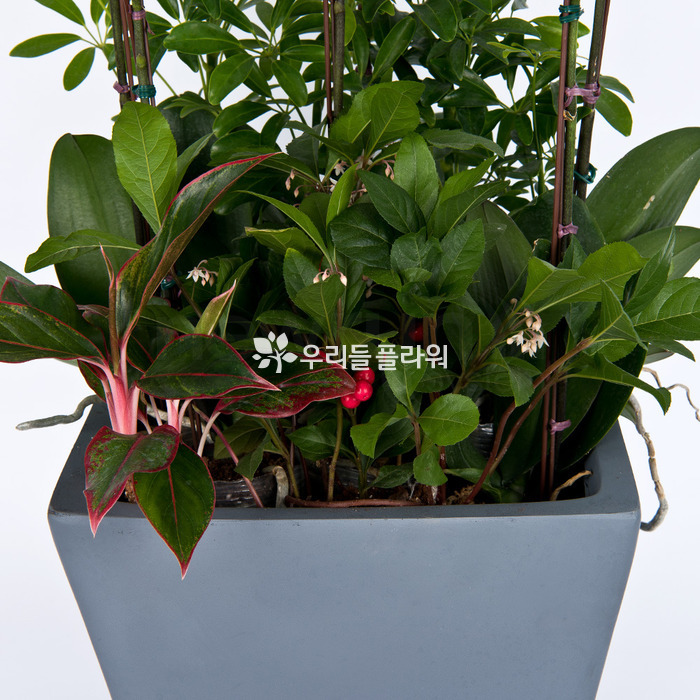 상세이미지