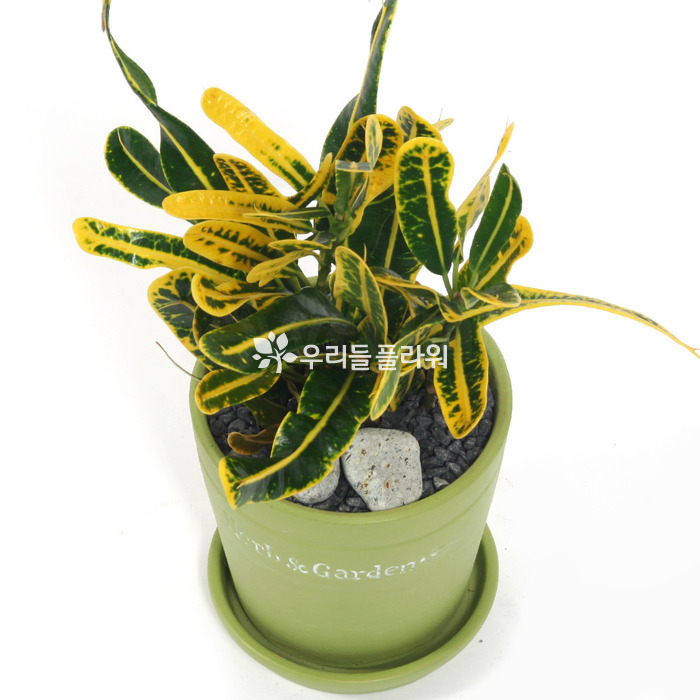 상세이미지
