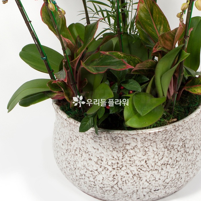 상세이미지