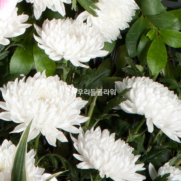 상세이미지