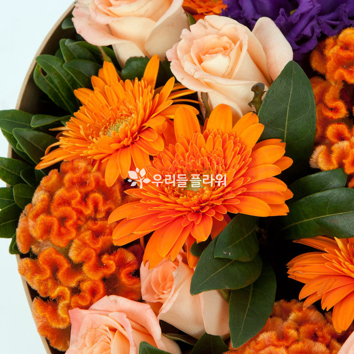 상세이미지