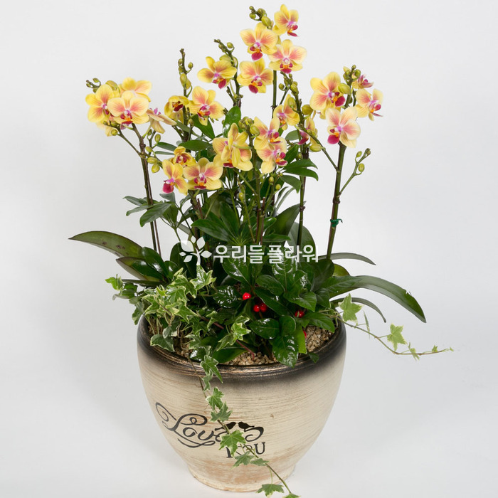 상세이미지