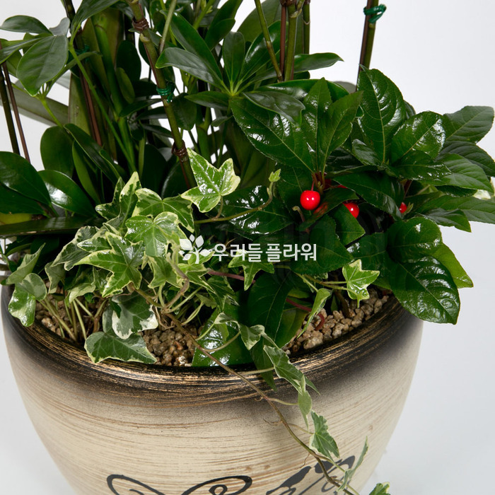 상세이미지