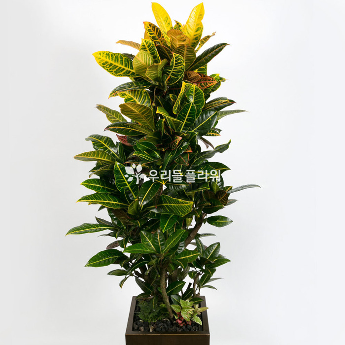 상세이미지