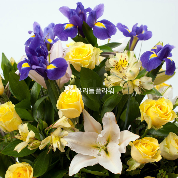 상세이미지