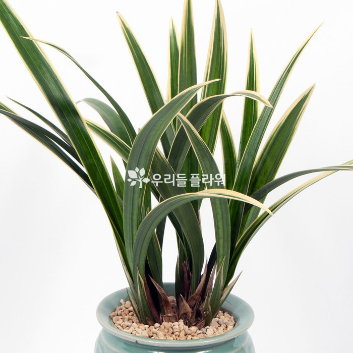 상세이미지