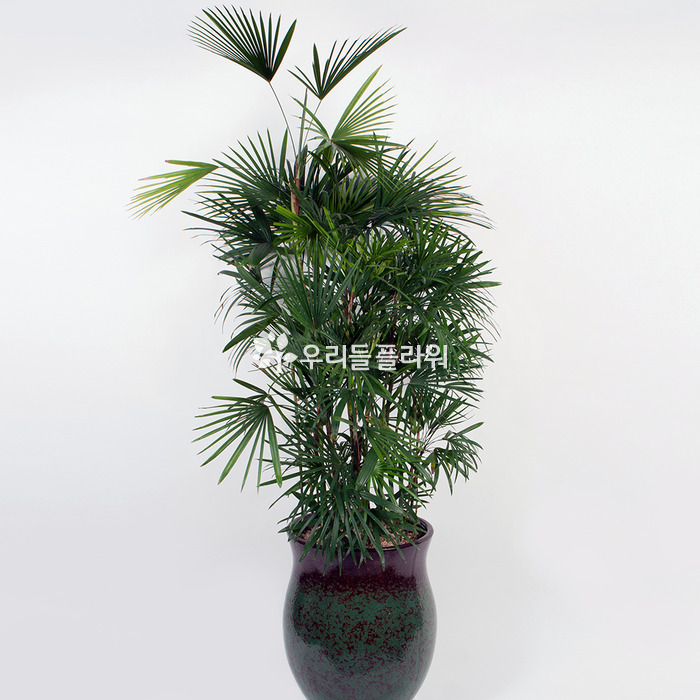 상세이미지