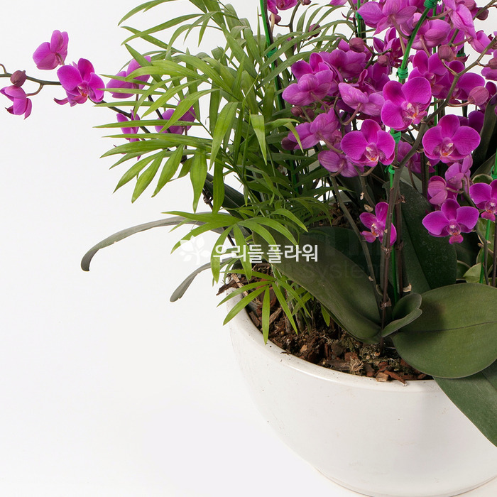 상세이미지