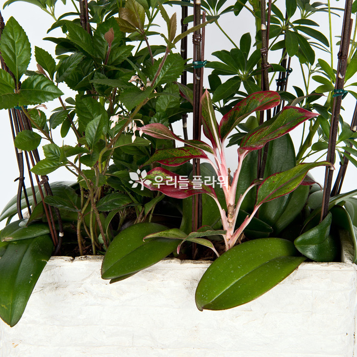 상세이미지