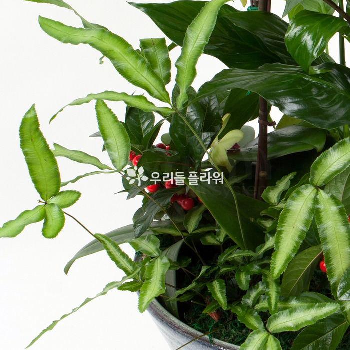 상세이미지