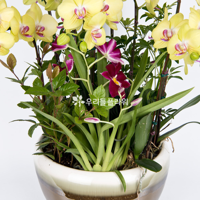 상세이미지