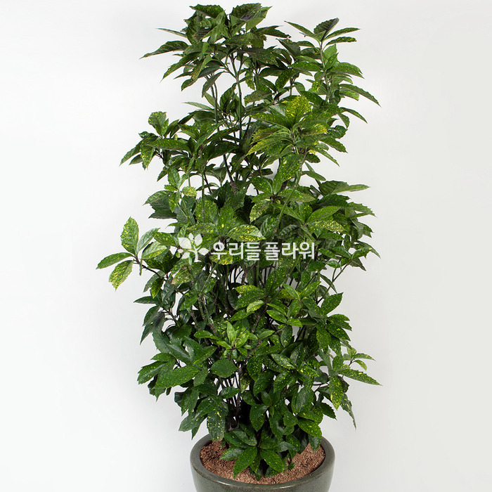 상세이미지