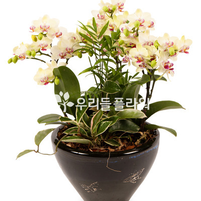 미니호접란