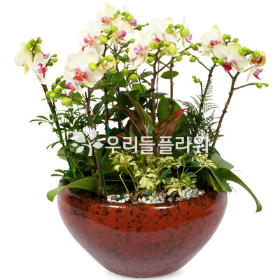 혼합미니호접란
