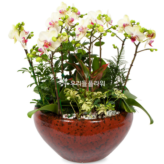 상세이미지