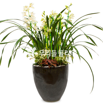서양란5-심비디움-겨울에꽃핌