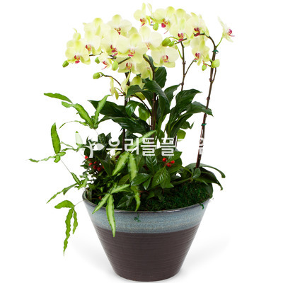 플로센셋