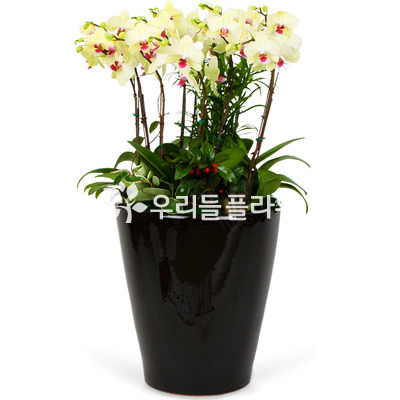 호접란 특대