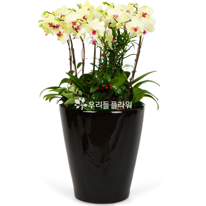 상세이미지