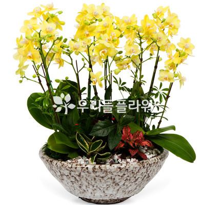 서양란9-호접