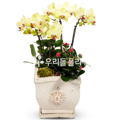 포춘-아리따움