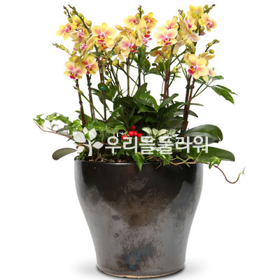호접란f6005