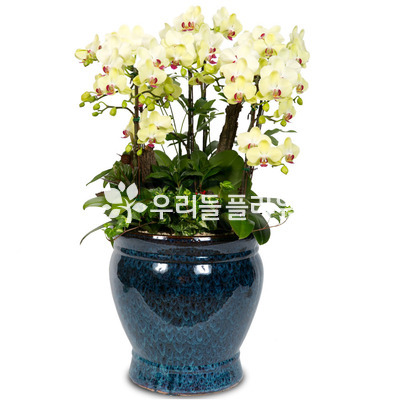 포춘-원형고급분