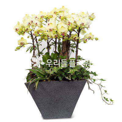 그린호접