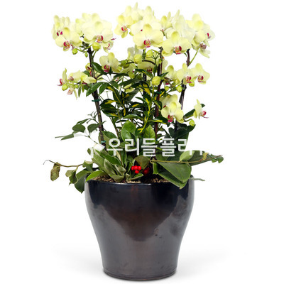 포춘옐로우