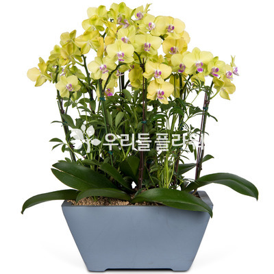 호접란 f9120