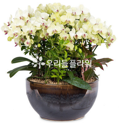 포춘(名品)