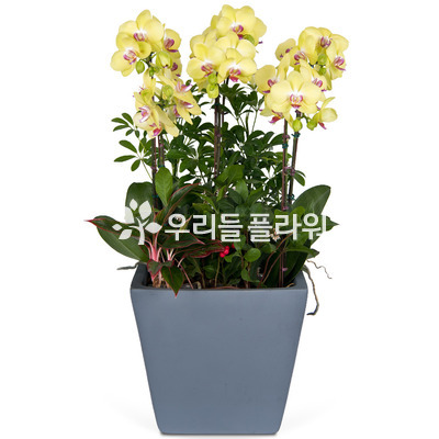 노랑(시멘트)호접