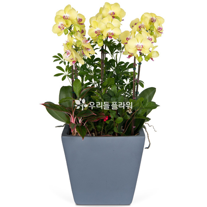 상세이미지