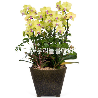 플럿썬셋-서양란