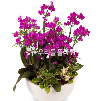 만천홍 서양란