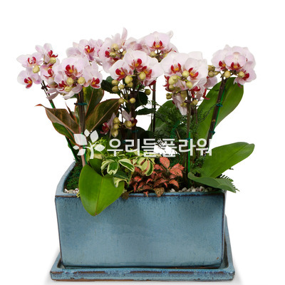 마음을 담은 서양란
