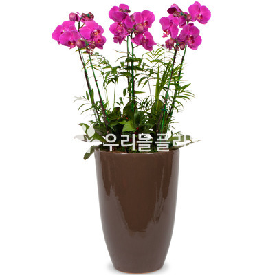핑크호접란